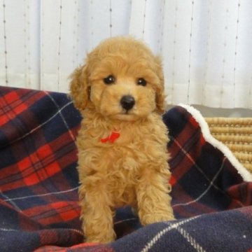 トイプードル(トイ)【宮城県・女の子・2023年9月5日・アプリコット】の写真「おっとりして優しい、あまえっこのアプリコット姫！」