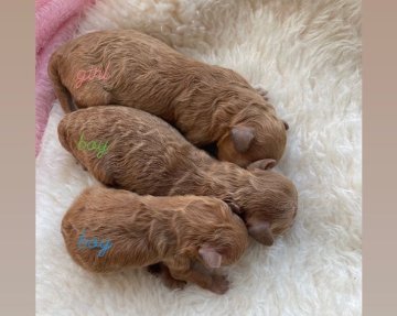 静岡県のトイプードルのブリーダーのブログ特集 3ページ目 みんなのペットライフ