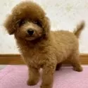 タイニープードル【静岡県・女の子・2025年7月11日・レッド】の写真13
