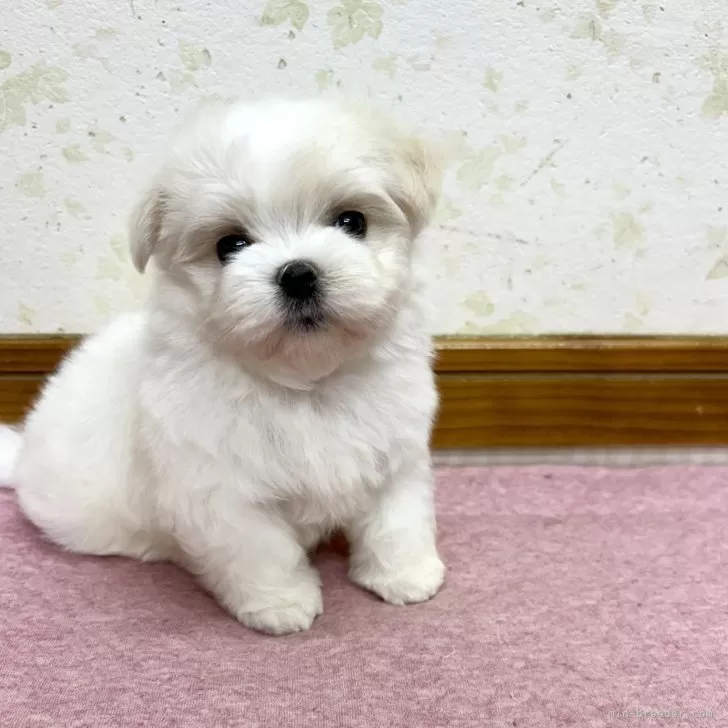 ID:2504-06795の子犬