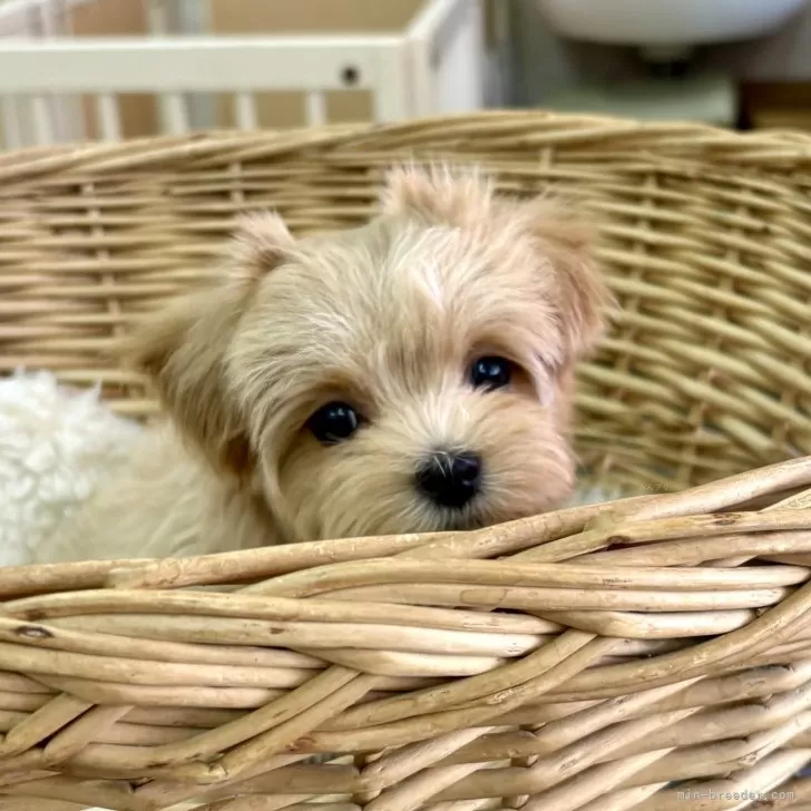 ID:2501-02375の子犬