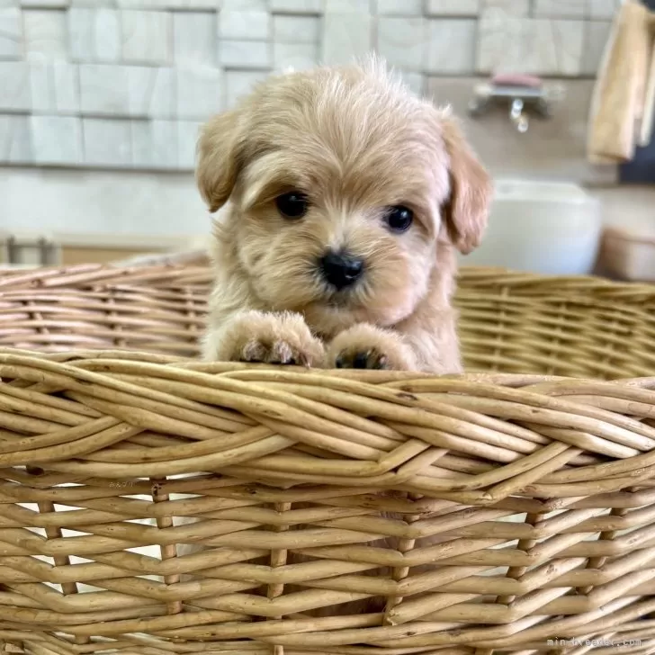 N.T 様のお迎えした子犬