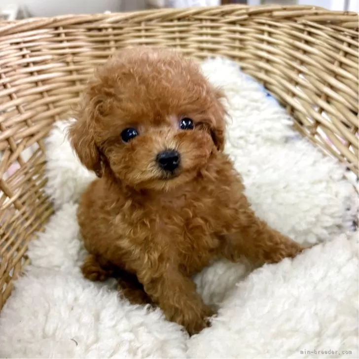 ID：2508-02949の子犬