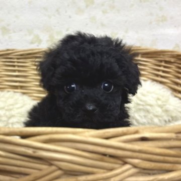 トイプードル(ティーカップ)【静岡県・女の子・2024年11月13日・ブラック】の写真「バランスが整ったお顔の可愛い女の子♪」