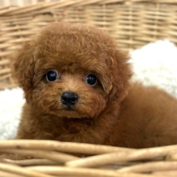 ティーカッププードル【静岡県・女の子・2025年7月11日・レッド】の写真「お鼻が短く、クマさんみたいな可愛い女の子♪」