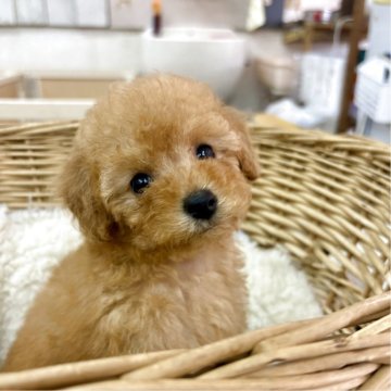 正規品♡トイプードル柄上下セット♡クリーム Amazon.co.jp: 三英貿易 グレイスフル イヌ (日本製) トイ