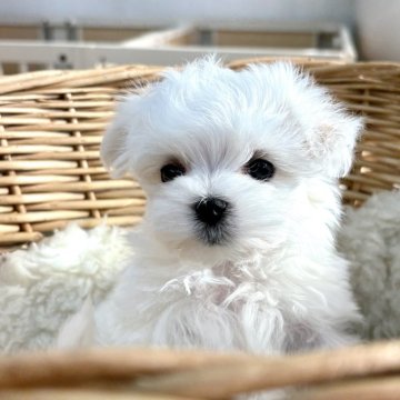 マルチーズ【静岡県・男の子・2025年1月6日・ホワイト】の写真「真っ白ふわふわ♡お顔の可愛い男の子♪」