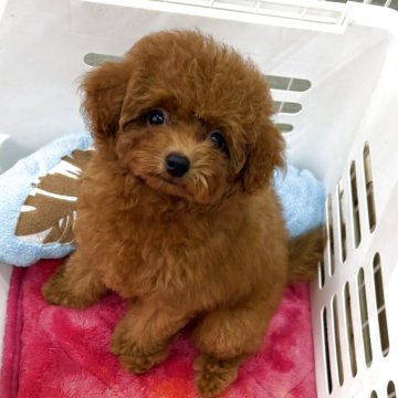 ティーカッププードル【静岡県・女の子・2025年7月11日・レッド】の写真「お鼻が短く、クマさんみたいな可愛い女の子♪」