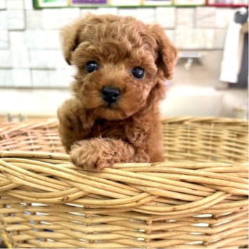 ティーカッププードル【静岡県・男の子・2025年10月7日・レッド】の写真「大きなお目々のお顔が可愛い男の子♪」