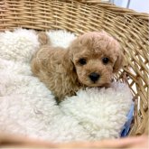 トイプードル(トイ)