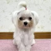 マルチーズ