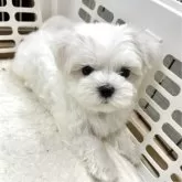 マルチーズ