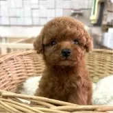 ティーカッププードル