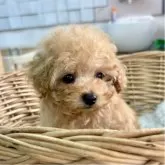 タイニープードル