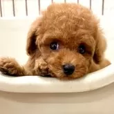 タイニープードル