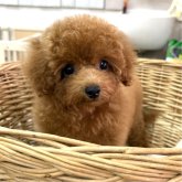 トイプードル(タイニー)