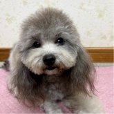 トイプードル(トイ)