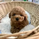 トイプードル(トイ)