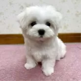 マルチーズ