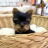 ヨークシャーテリア【静岡県・男の子・2025年10月15日・スチールブルー&タン】の写真1