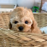 トイプードル(タイニー)