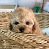 タイニープードル