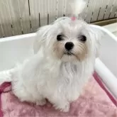マルチーズ