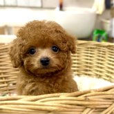 トイプードル(タイニー)