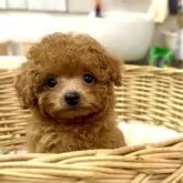 タイニープードル