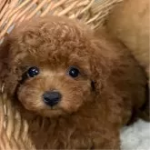 タイニープードル
