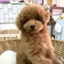 タイニープードル【静岡県・男の子・2025年6月20日・レッド】の写真3