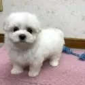 マルチーズ【静岡県・男の子・2025年8月20日・ホワイト】の写真7