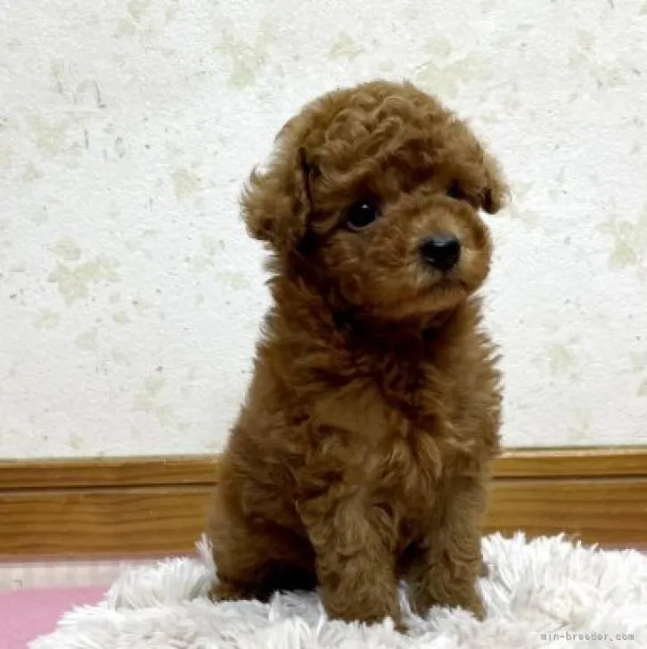 ID:2211-04850の子犬