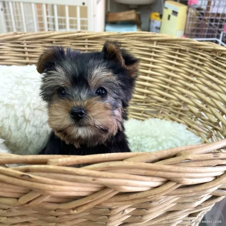 ID：2312-00346の子犬
