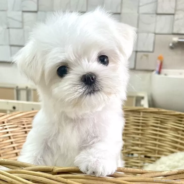 F.M 様のお迎えした子犬