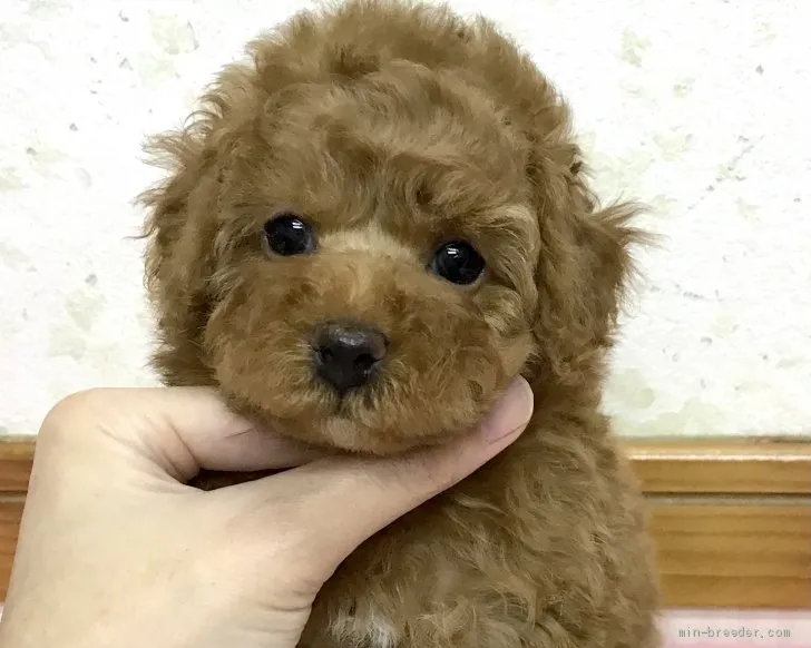 みーちゃん 様のお迎えした子犬
