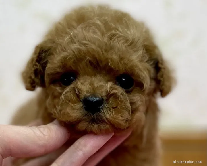 A.N 様のお迎えした子犬