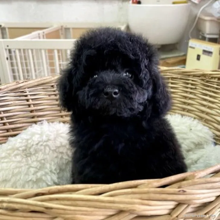 ID：2311-00978の子犬