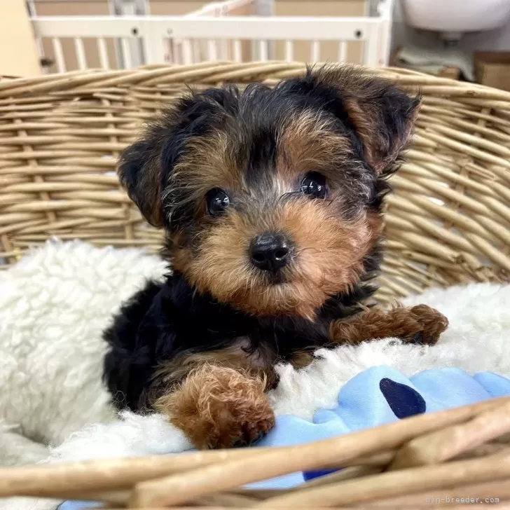 ID：2410-07296の子犬