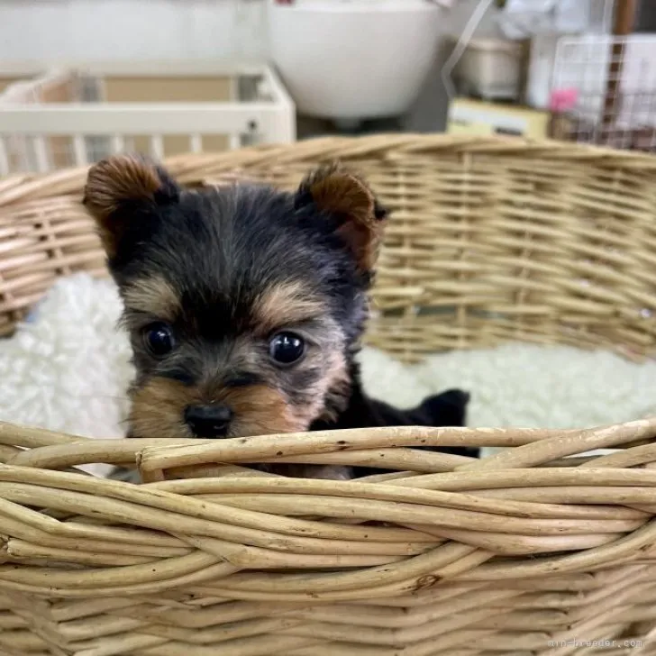 ID：2311-04099の子犬