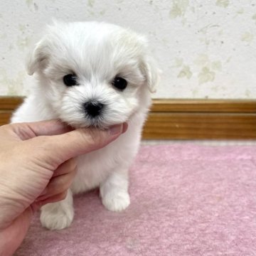 マルチーズ【静岡県・男の子・2023年9月15日・ホワイト】の写真「優しい雰囲気の可愛い男の子♪」