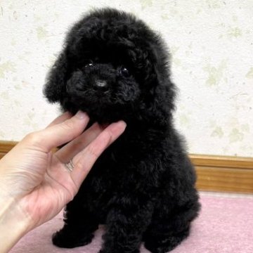 トイプードル(トイ)【静岡県・男の子・2023年3月23日・ブラック】の写真「毛量たっぷり♪お目々が可愛い男の子！」