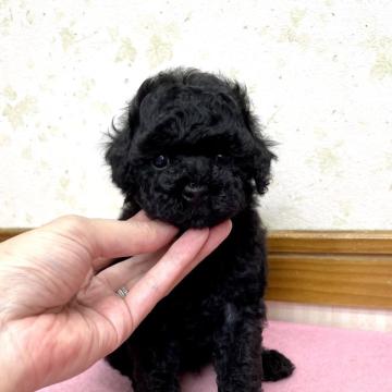 トイプードル(タイニー)【静岡県・男の子・2022年7月6日・ブラック】の写真「くりくりお目々な可愛い男の子♪」