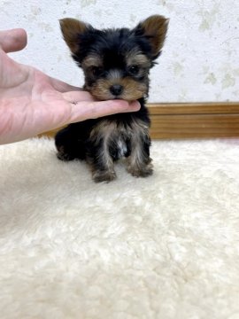 ヨークシャーテリア【静岡県・男の子・2021年5月7日・スティールブルー&タン】の写真「小さなお鼻が可愛い♪」