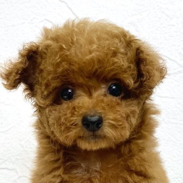 トイプードル(タイニー)【静岡県・女の子・2024年3月21日・レッド】の写真「くりっとお目々のお顔の可愛い女の子♪」