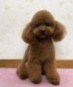 トイプードル【・男の子・2020年6月12日・RED】