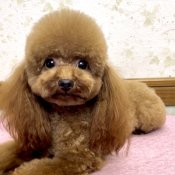 ティーカッププードル【・男の子・2022年10月31日・レッド】