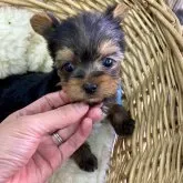 ヨークシャーテリア【静岡県・男の子・2023年10月11日・スチールブルー&タン】の写真3