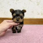 ヨークシャーテリア【静岡県・男の子・2023年10月11日・スチールブルー&タン】の写真4