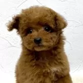 タイニープードル【静岡県・女の子・2024年3月21日・レッド】の写真4